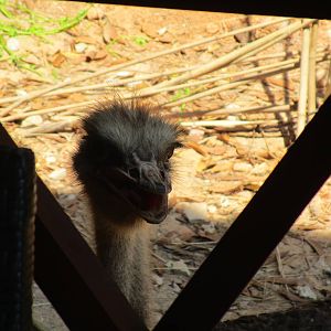 Vinpearl Safari - Ostrich