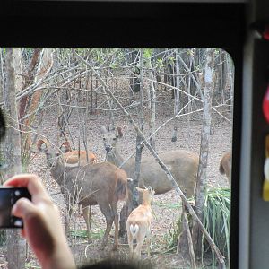 Vinpearl Safari - Sambar Deer