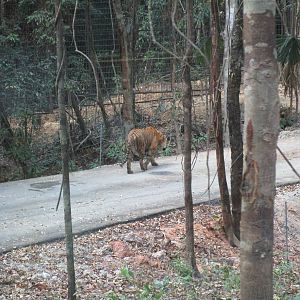 Vinpearl Safari - Tiger