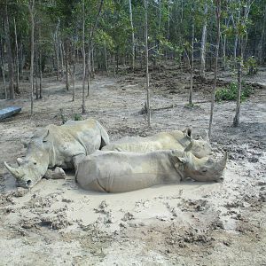 Vinpearl Safari - White Rhinos