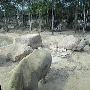 Vinpearl Safari - Lots of Rhinos