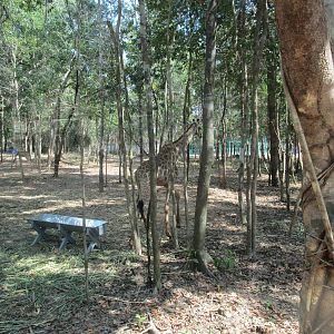 Vinpearl Safari - Giraffe