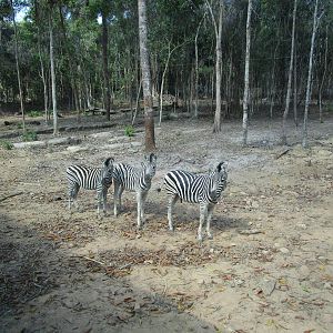 Vinpearl Safari - Zebra