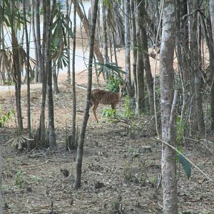 Vinpearl Safari - Nyala