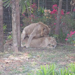 Vinpearl Safari - Lions