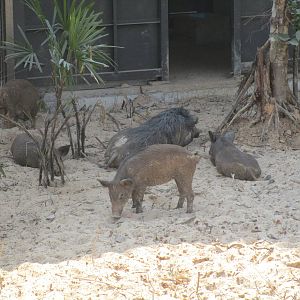 Vinpearl Safari - Wild Boarlets