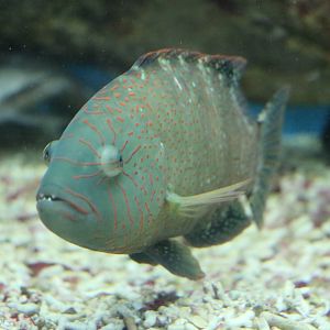 Abudjubbe wrasse, February 2016