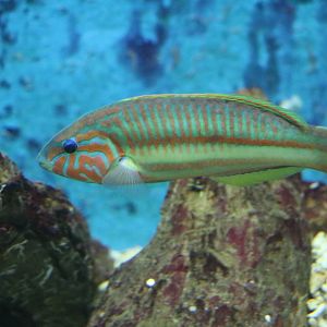 Klunzinger's wrasse, February 2016