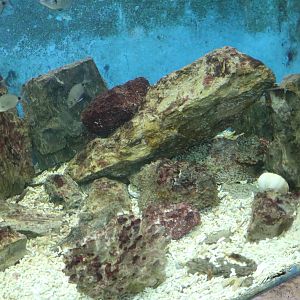 Stonefish tank, February 2016