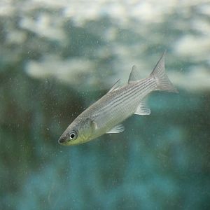 Young mullet, February 2016
