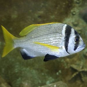 Doublebar bream, February 2016