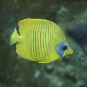 Bluecheek butterflyfish, February 2016