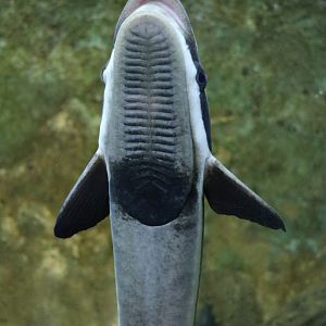 Sharksucker, February 2016