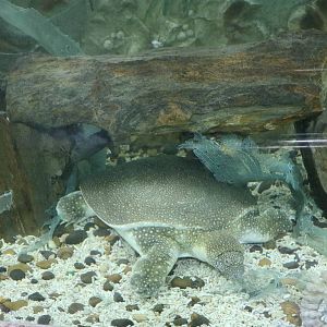 Nile softshell turtle, February 2016