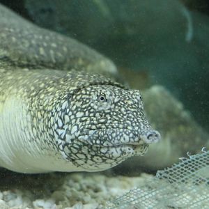 Nile softshell turtle, February 2016