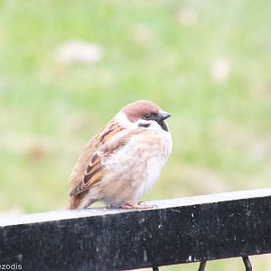 Wild Tree Sparrow