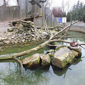 European Otter Enclosure