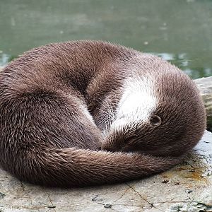 European Otter