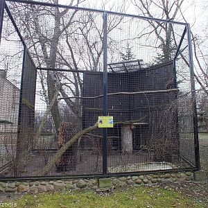 Formerly empty enclosure now with a Steppe Eagle