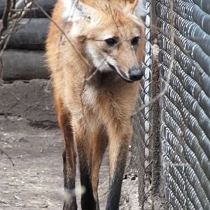 Maned Wolf