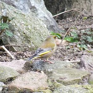 Wild Greenfinch