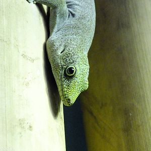 Standing's Day Gecko
