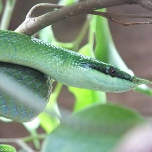 Rhinoceros Ratsnake