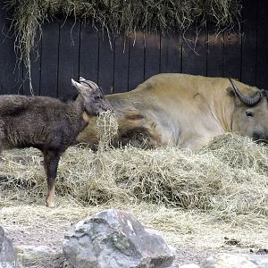 Chinese Goral and Sichuan Takin