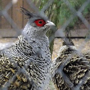 Cheer Pheasant Pair
