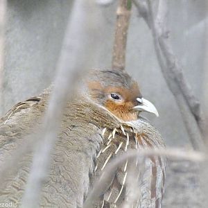 Grey Partridge