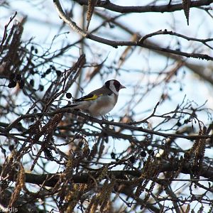 European Goldfinch