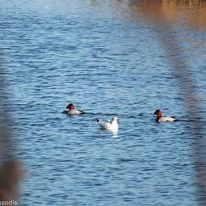 Common Pochards and Black-headed Gull