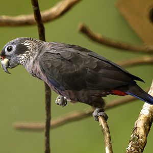 Dusky Parrot (Pionus fuscus)