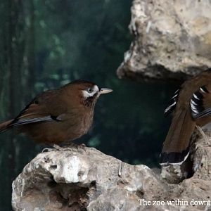 Moustached laughingthrush