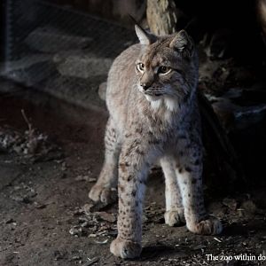 Eurasian lynx