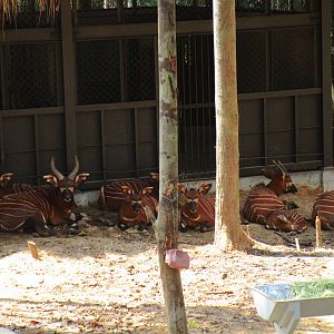 Vinpearl Safari - Bongo