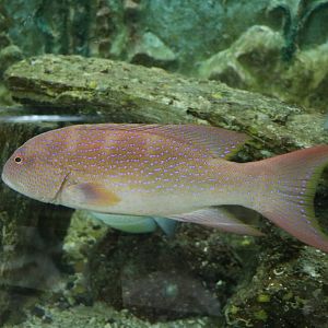 Lyretail grouper, February 2016