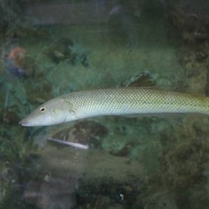 Cigar wrasse, February 2016