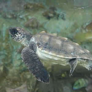 Young loggerhead turtle, February 2016