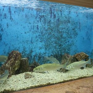 Sea bass tank, February 2016