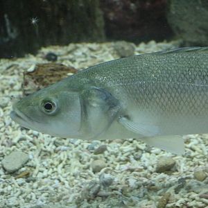 Sea bass, February 2016