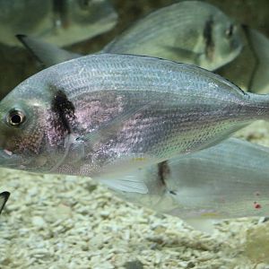 Gilthead bream, February 2016