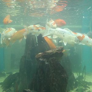 Koi tank, February 2016