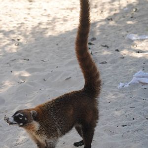 Yucatan Coati