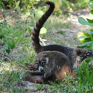 Yucatan Coati