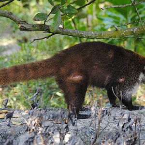 Yucatan Coati
