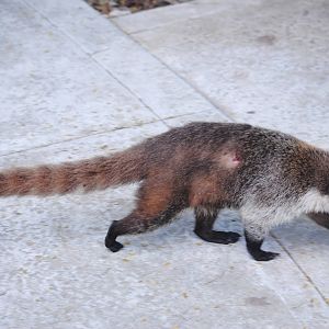 Yucatan Coati