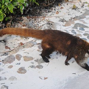 Yucatan Coati