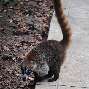 Yucatan Coati