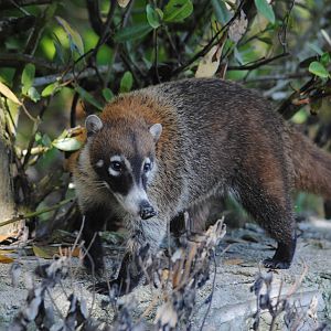 Yucatan Coati